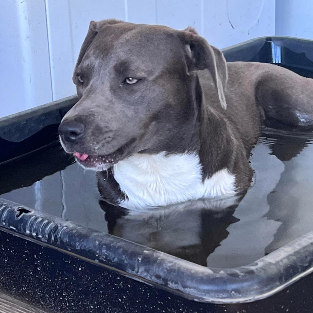 Enlarge Asta KR, a Adoptable mixed breed in Austin, TX image 4/6