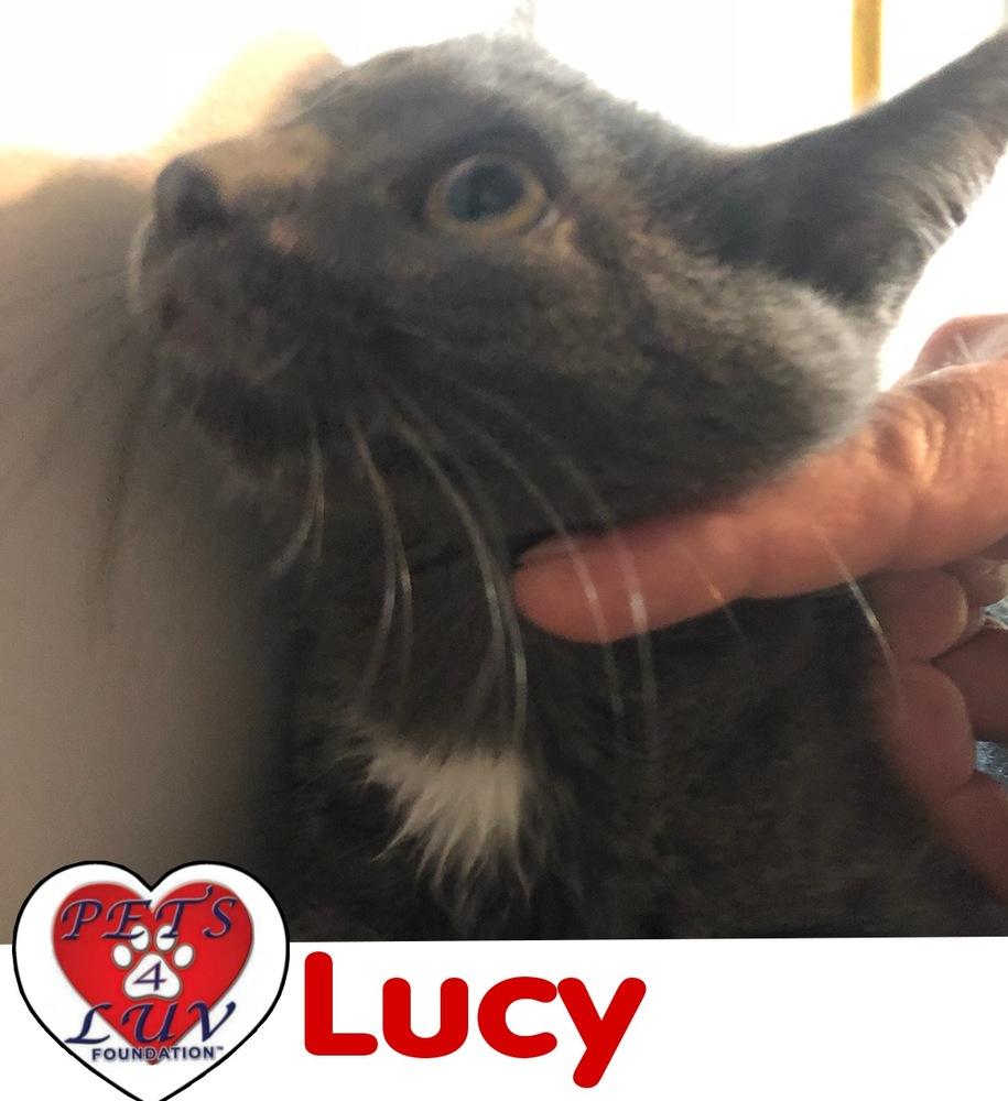 Lucy Laurelton thumbnail 3