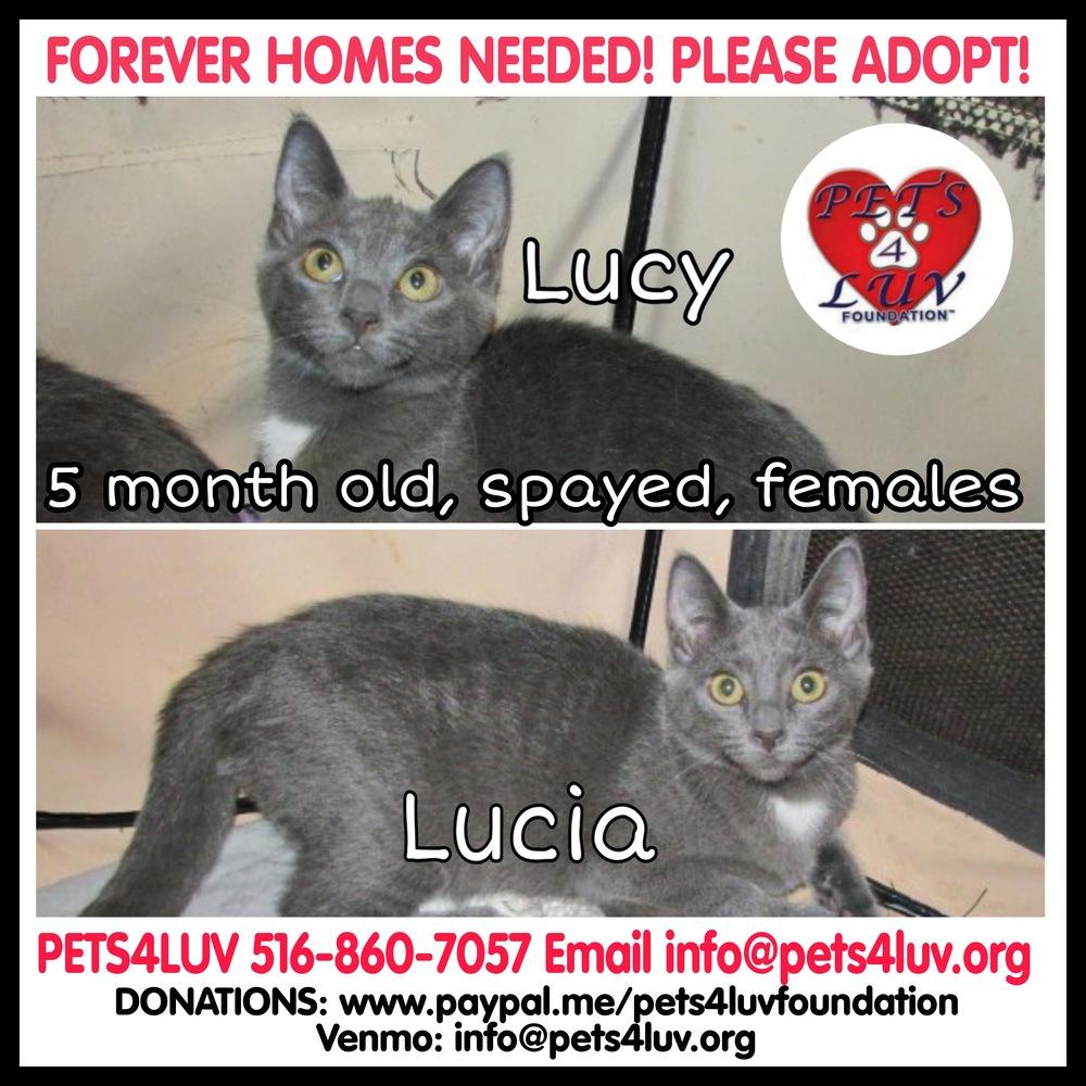 Lucy Laurelton thumbnail 4