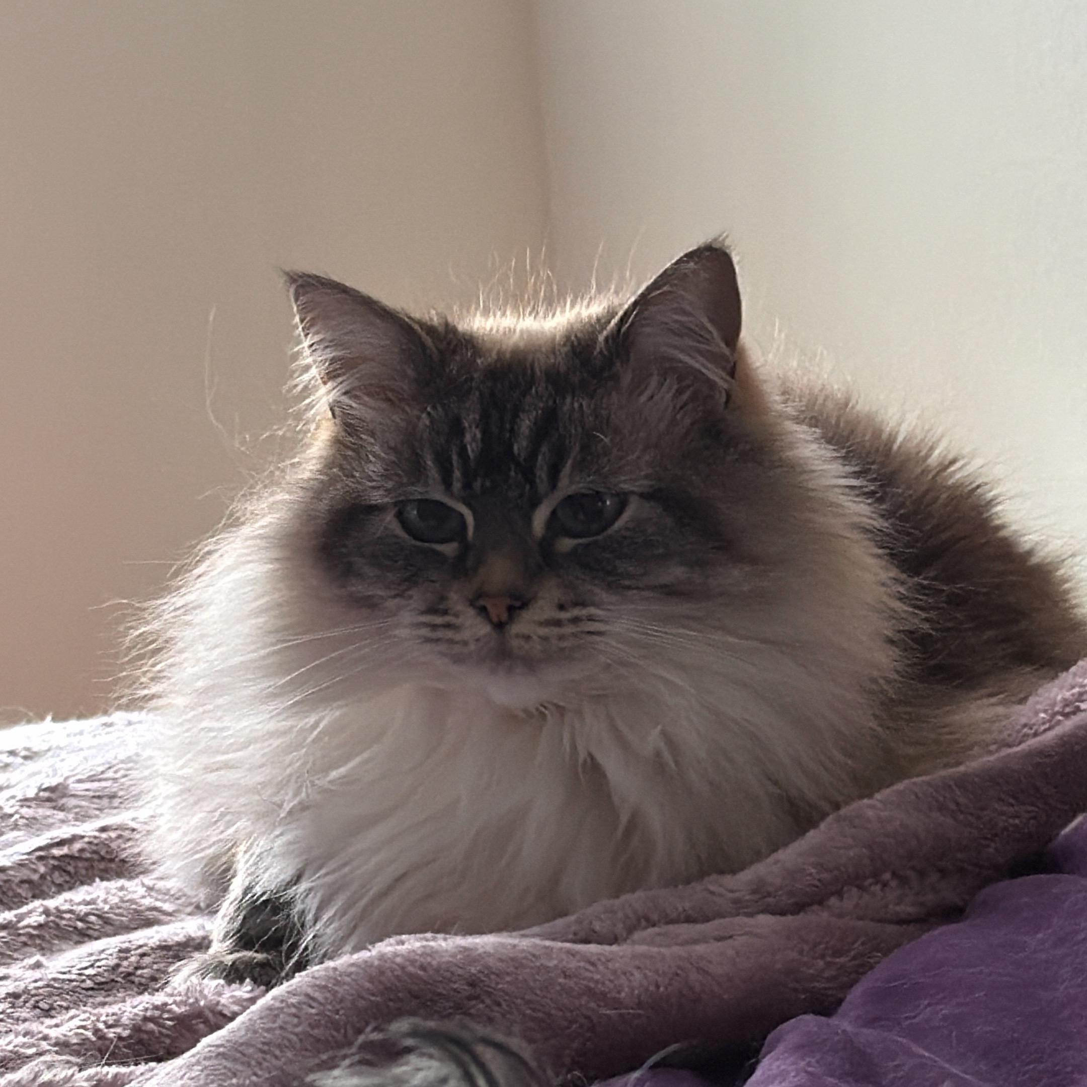 COURTESY LISTING - Mischa, an adopted Domestic Long Hair in Moscow, ID image 2/2