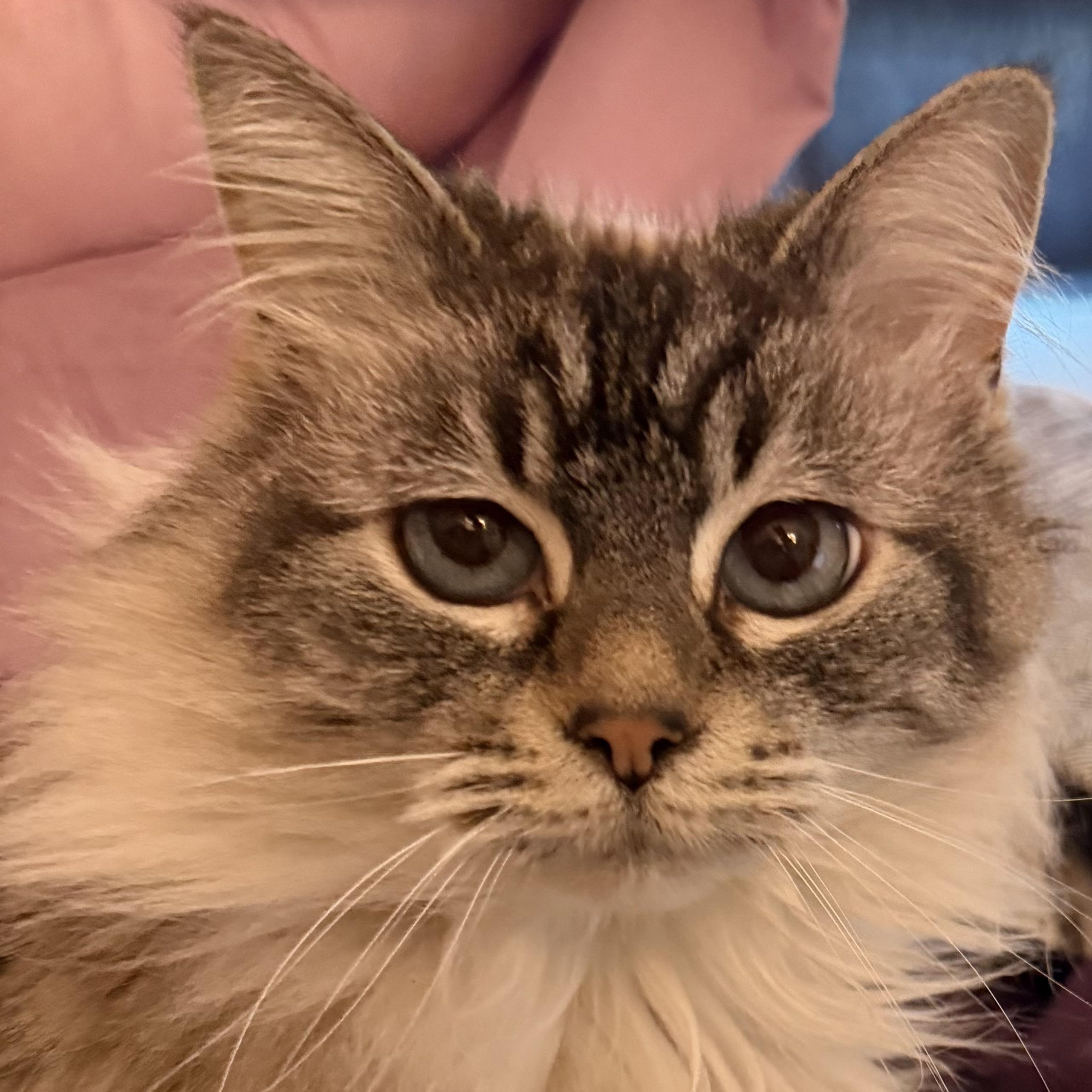 COURTESY LISTING - Mischa, an adopted Domestic Long Hair in Moscow, ID image 1/2