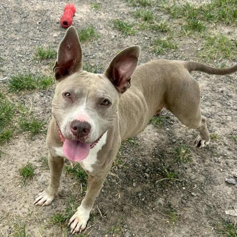 Enlarge WENDY, a Adoptable mixed breed in Conroe, TX image 1/1