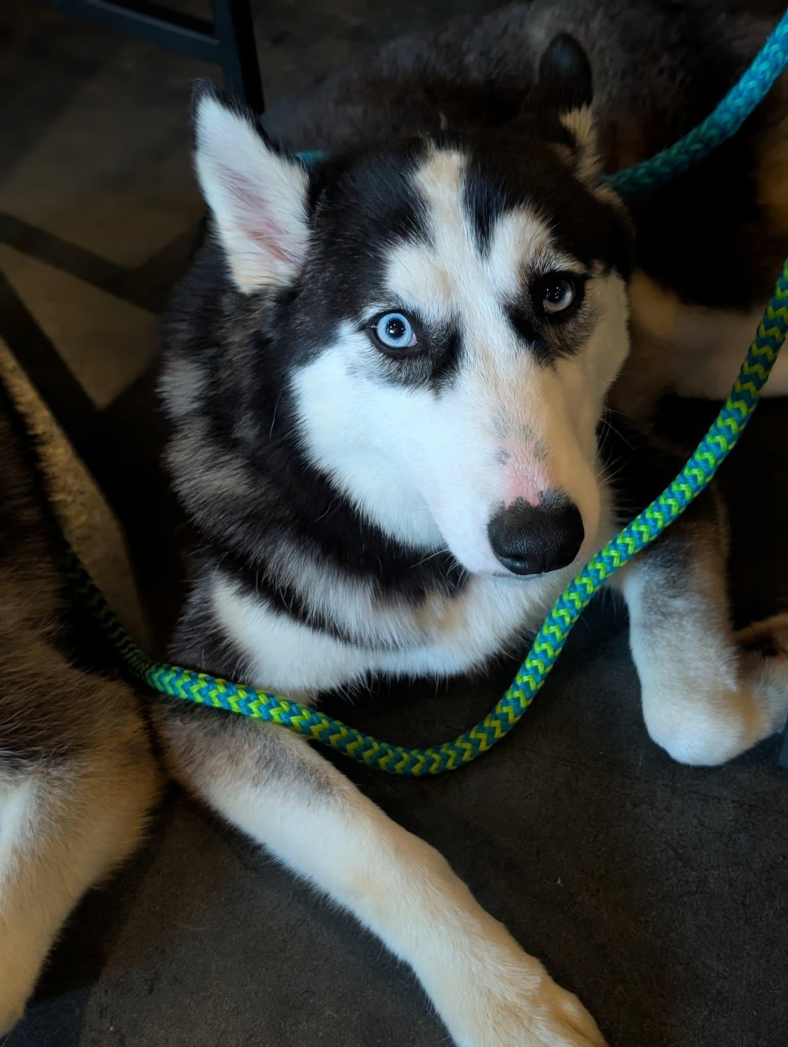 Winnie, Adoptable, Adult Female Husky.