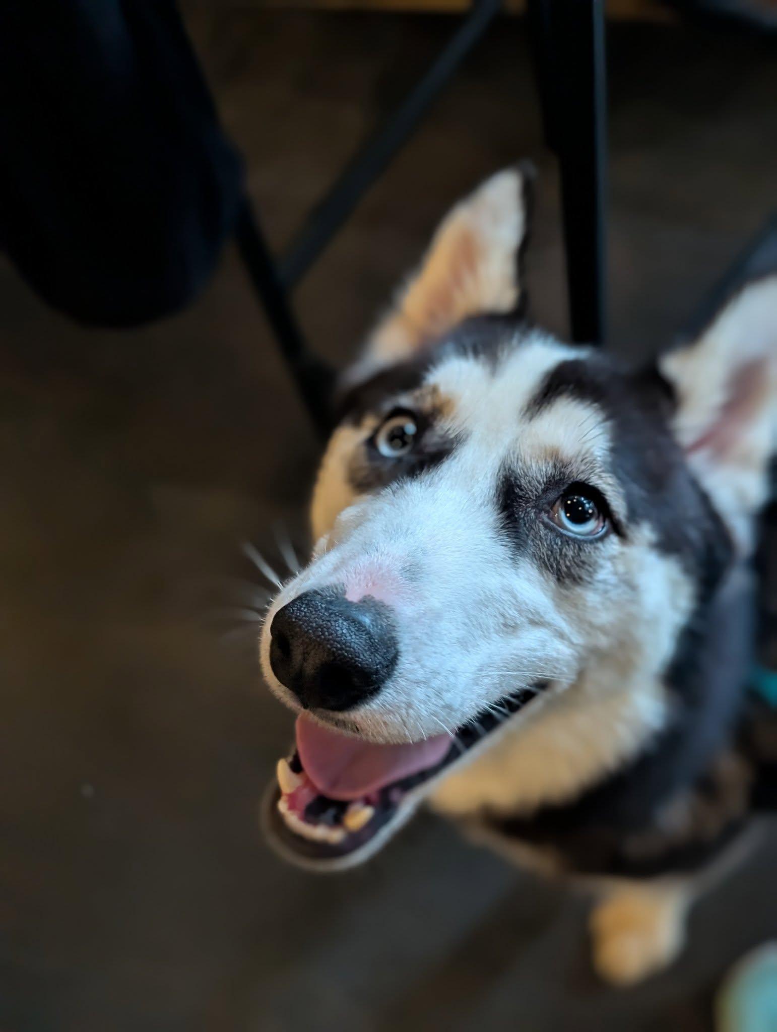 Enlarge Winnie, a Adoptable Husky in Holly Springs, NC image 2/3