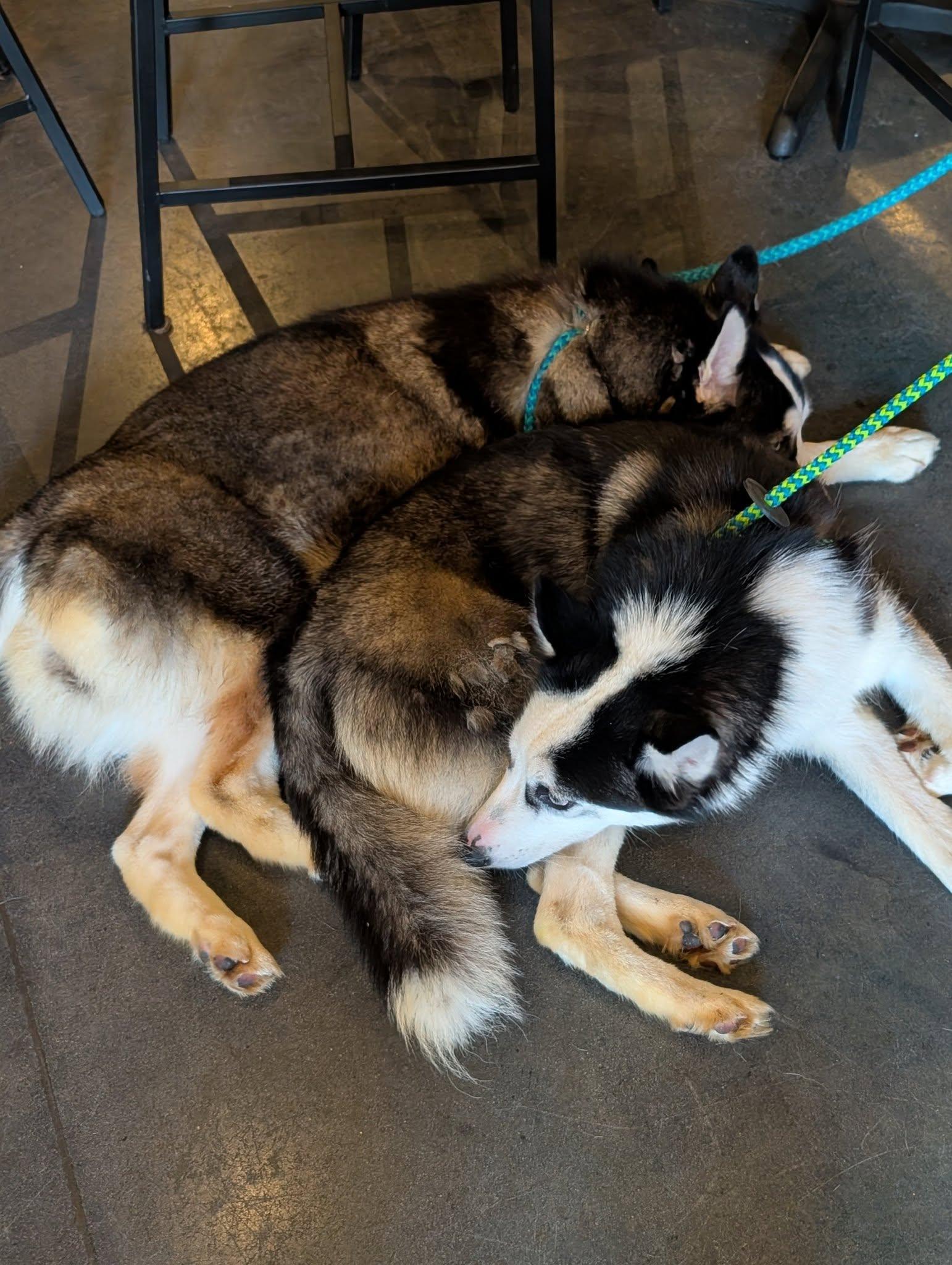 Enlarge Winnie, a Adoptable Husky in Holly Springs, NC image 3/3