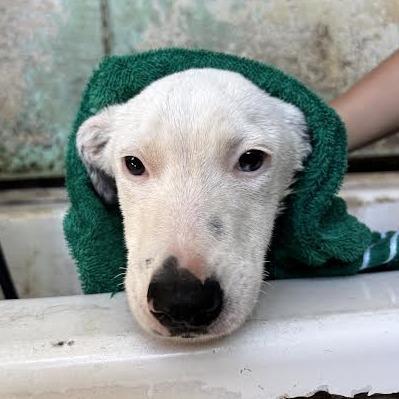 Enlarge Misha, a Adoptable Dalmatian in Sonoma, CA image 2/6