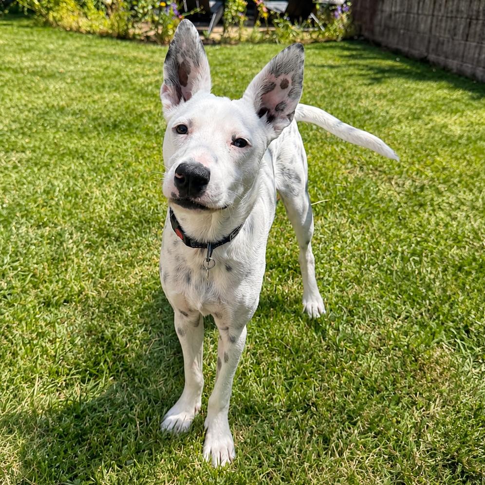Enlarge Misha, a Adoptable Dalmatian in Sonoma, CA image 3/6