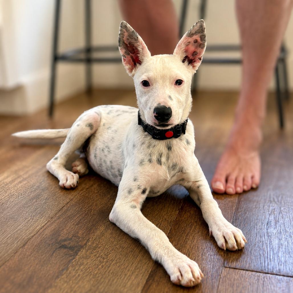Enlarge Misha, a Adoptable Dalmatian in Sonoma, CA image 4/6