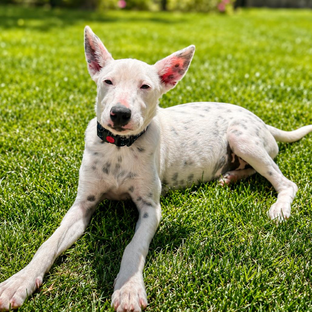 Enlarge Misha, a Adoptable Dalmatian in Sonoma, CA image 5/6