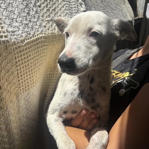 Enlarge Misha, a Adoptable Dalmatian in Sonoma, CA image 6/6