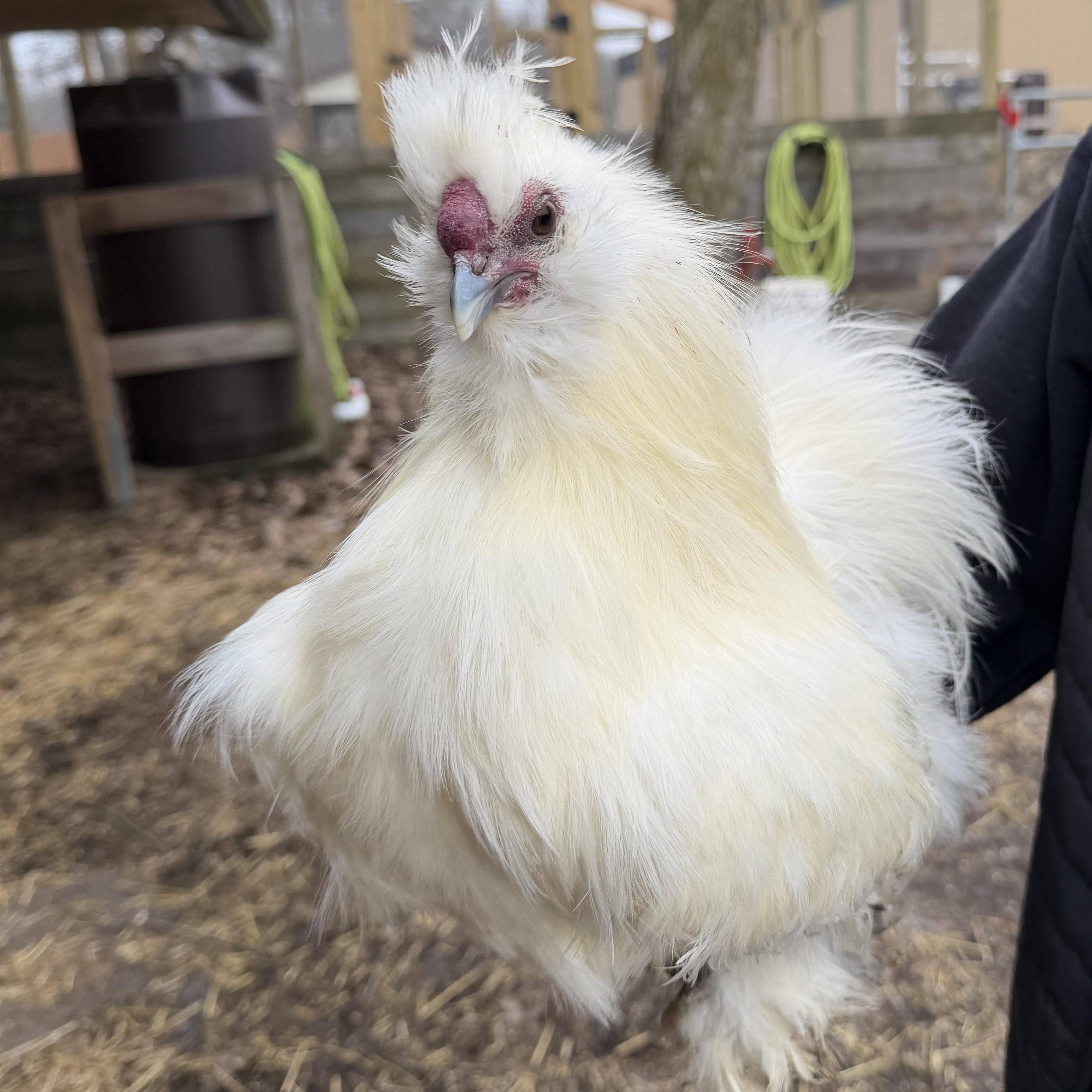 Enlarge Spartacus, an adopted Chicken in Ravenna, OH image 2/3