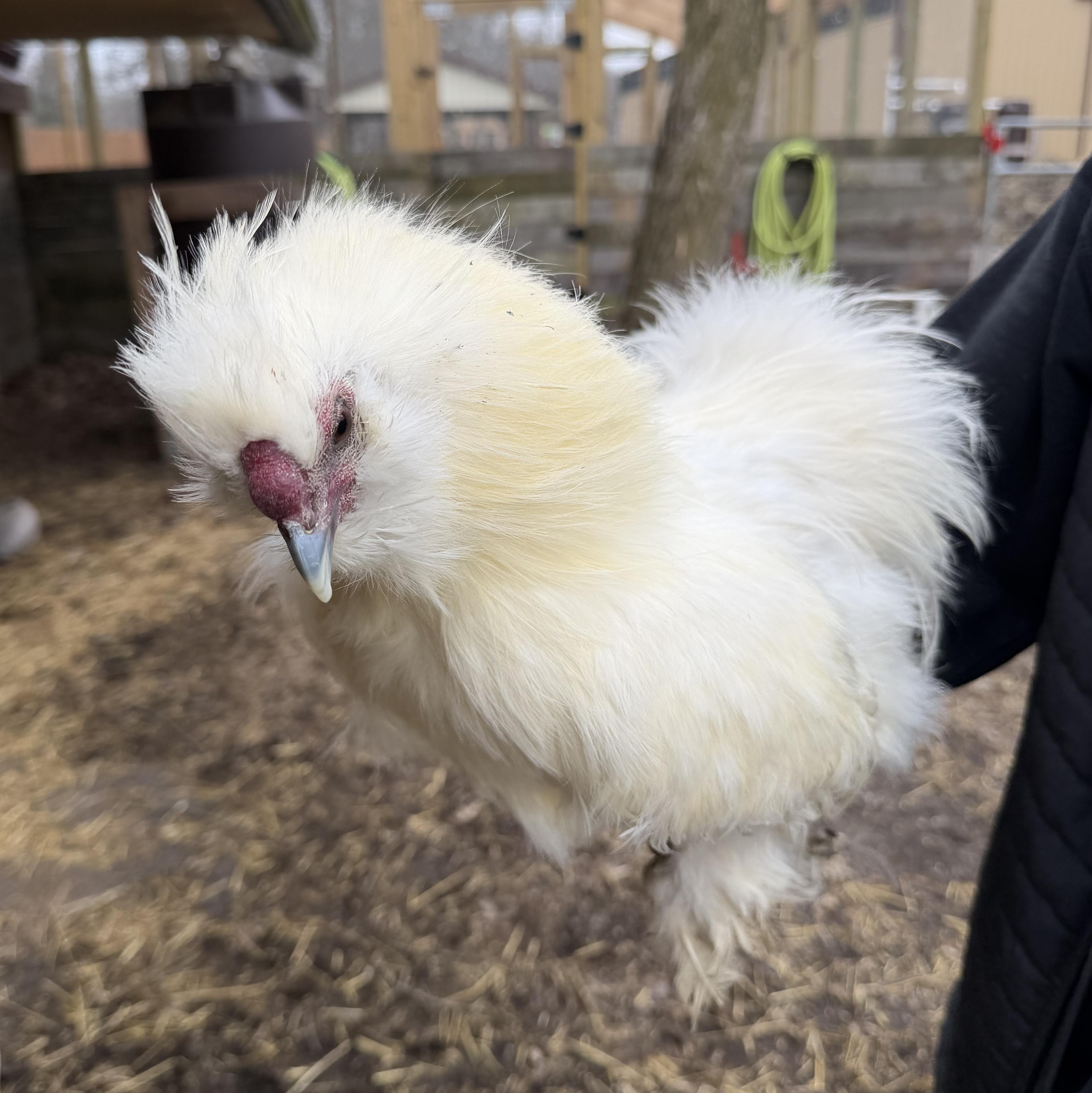 Enlarge Spartacus, an adopted Chicken in Ravenna, OH image 3/3