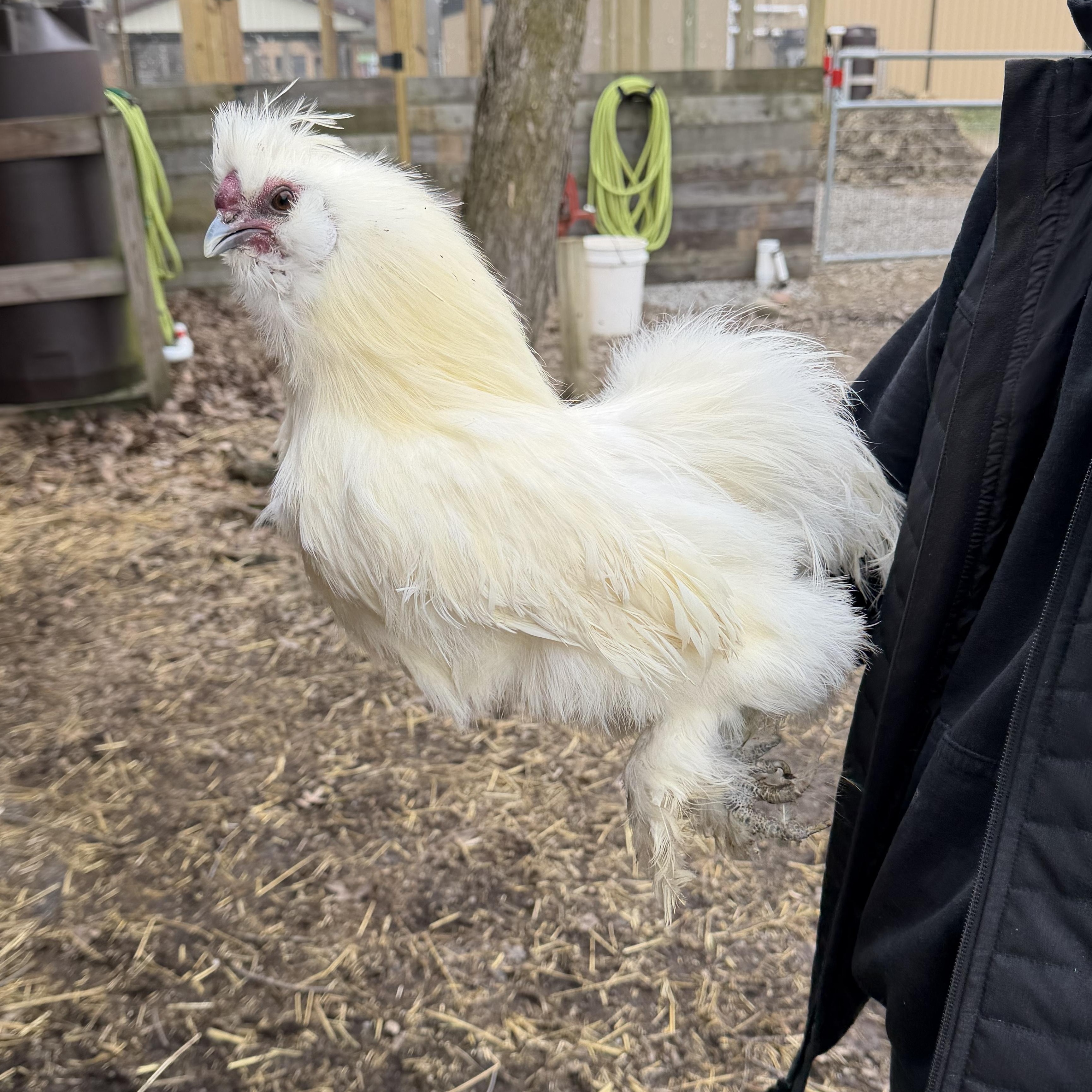 Enlarge Spartacus, an adopted Chicken in Ravenna, OH image 1/3