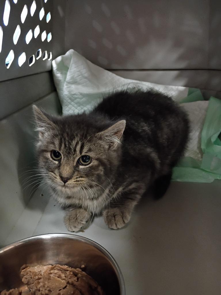 Stormy (C), Adopted, Kitten Female Domestic Medium Hair.