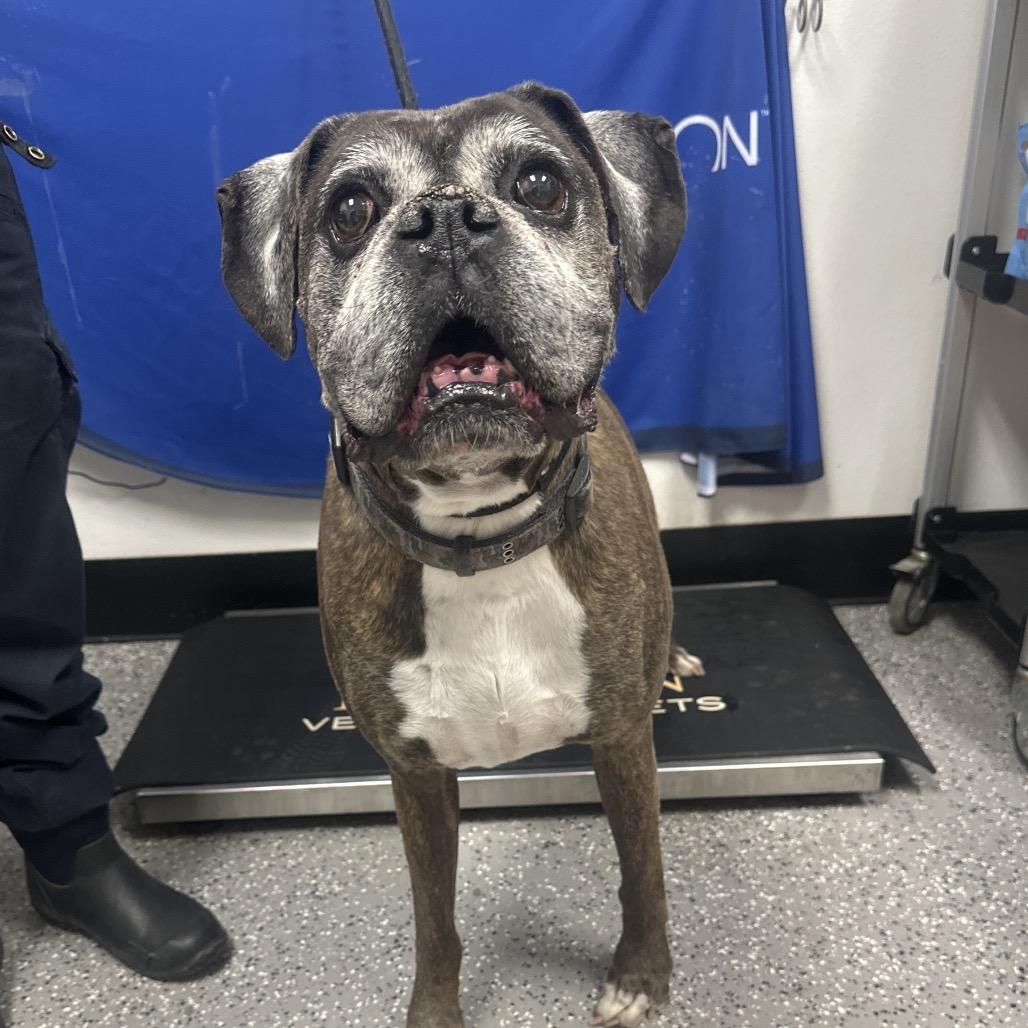 Enlarge Samson, a Adoptable Boxer in Henderson, NV image 1/2