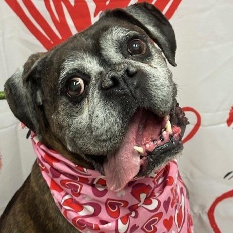 Enlarge Samson, a Adoptable Boxer in Henderson, NV image 2/2