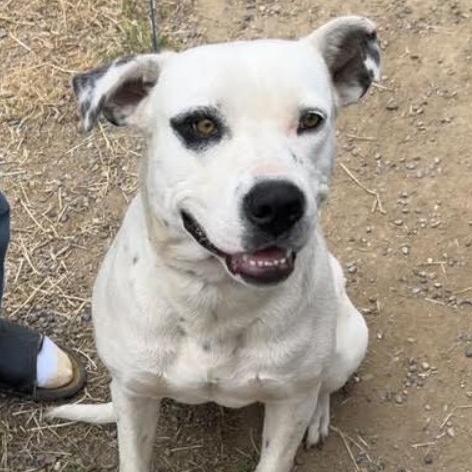 Enlarge Dot, a Adoptable mixed breed in Lompoc, CA image 1/4