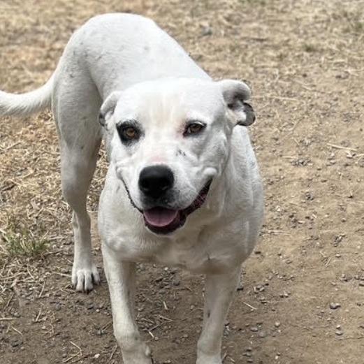 Enlarge Dot, a Adoptable mixed breed in Lompoc, CA image 2/4