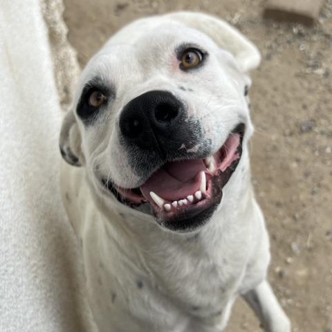 Enlarge Dot, a Adoptable mixed breed in Lompoc, CA image 3/4