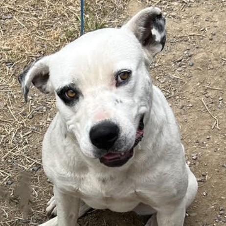 Enlarge Dot, a Adoptable mixed breed in Lompoc, CA image 4/4