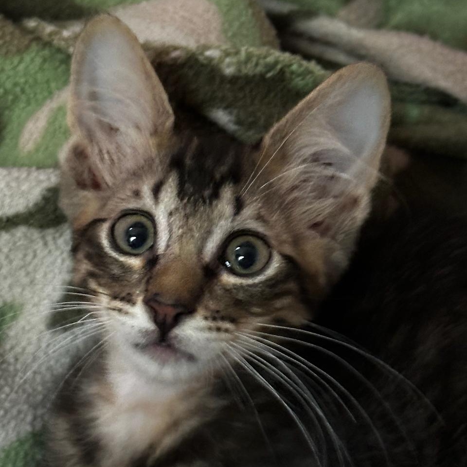 Enlarge Benito, a Adoptable mixed breed in East Brunswick, NJ image 5/6