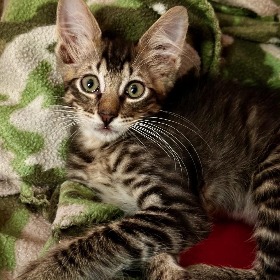 Enlarge Benito, a Adoptable mixed breed in East Brunswick, NJ image 1/6