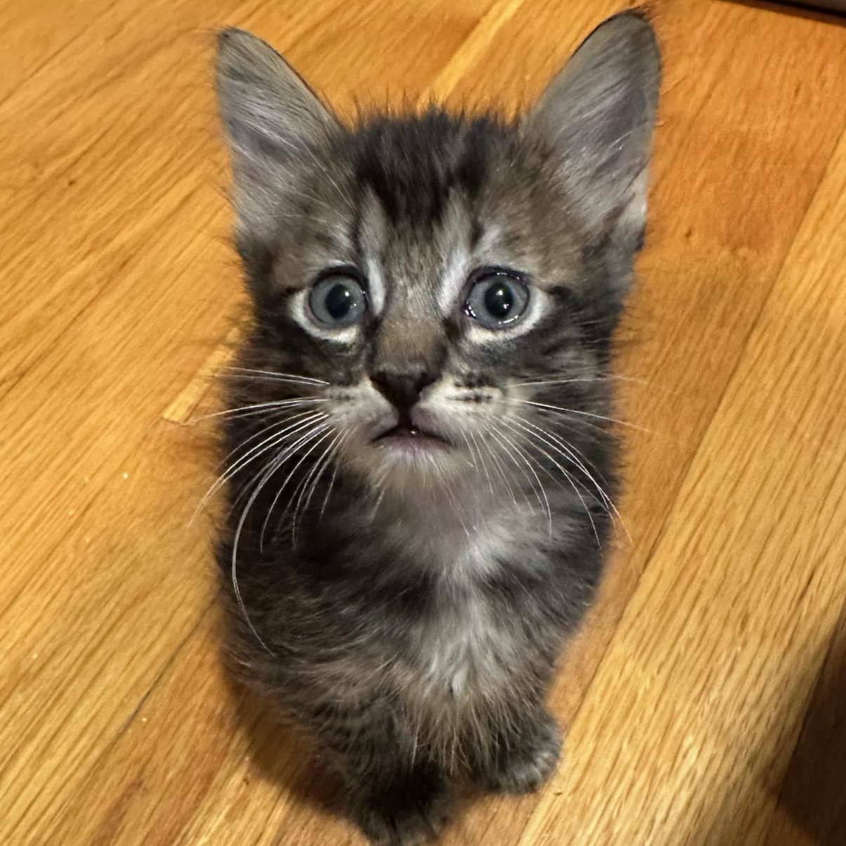 Enlarge Benito, a Adoptable mixed breed in East Brunswick, NJ image 4/6