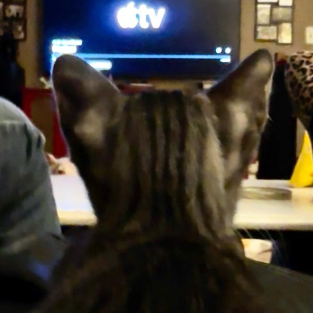 Enlarge Benito, a Adoptable mixed breed in East Brunswick, NJ image 3/6