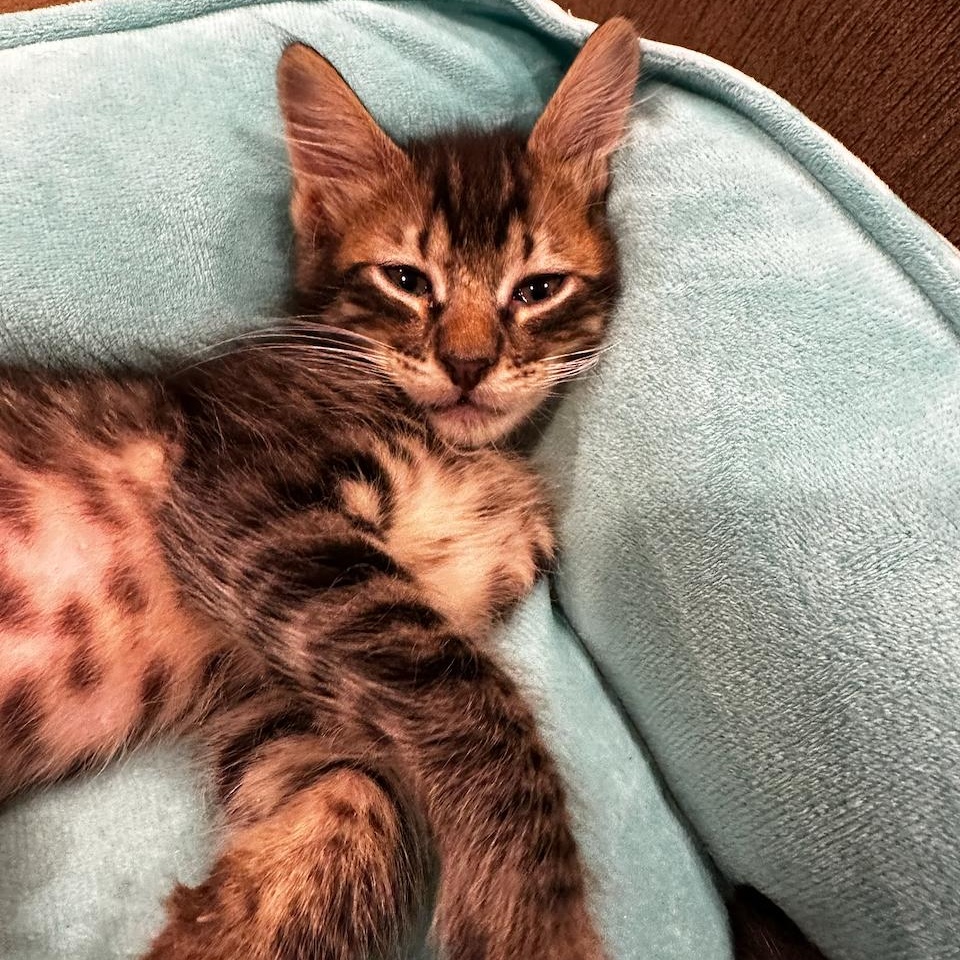 Enlarge Benito, a Adoptable mixed breed in East Brunswick, NJ image 6/6