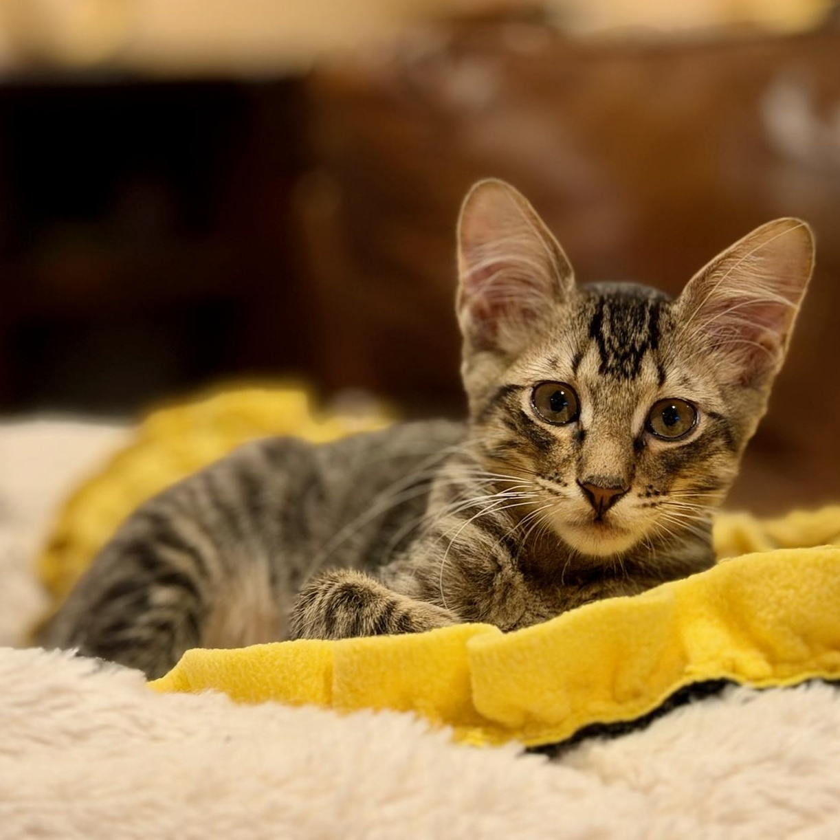 Enlarge Benito, a Adoptable mixed breed in East Brunswick, NJ image 2/6