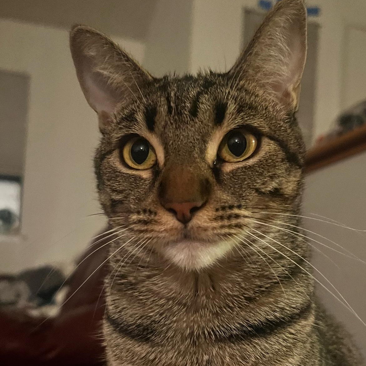 Ivy, Adoptable, Young Female Domestic Short Hair.