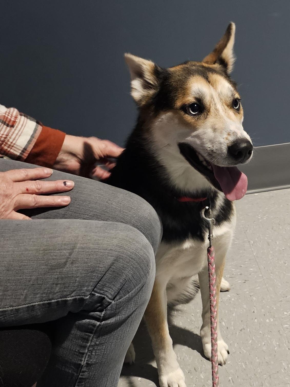 Enlarge Sheba, a Adoptable Husky in WAXAHACHIE, TX image 4/6