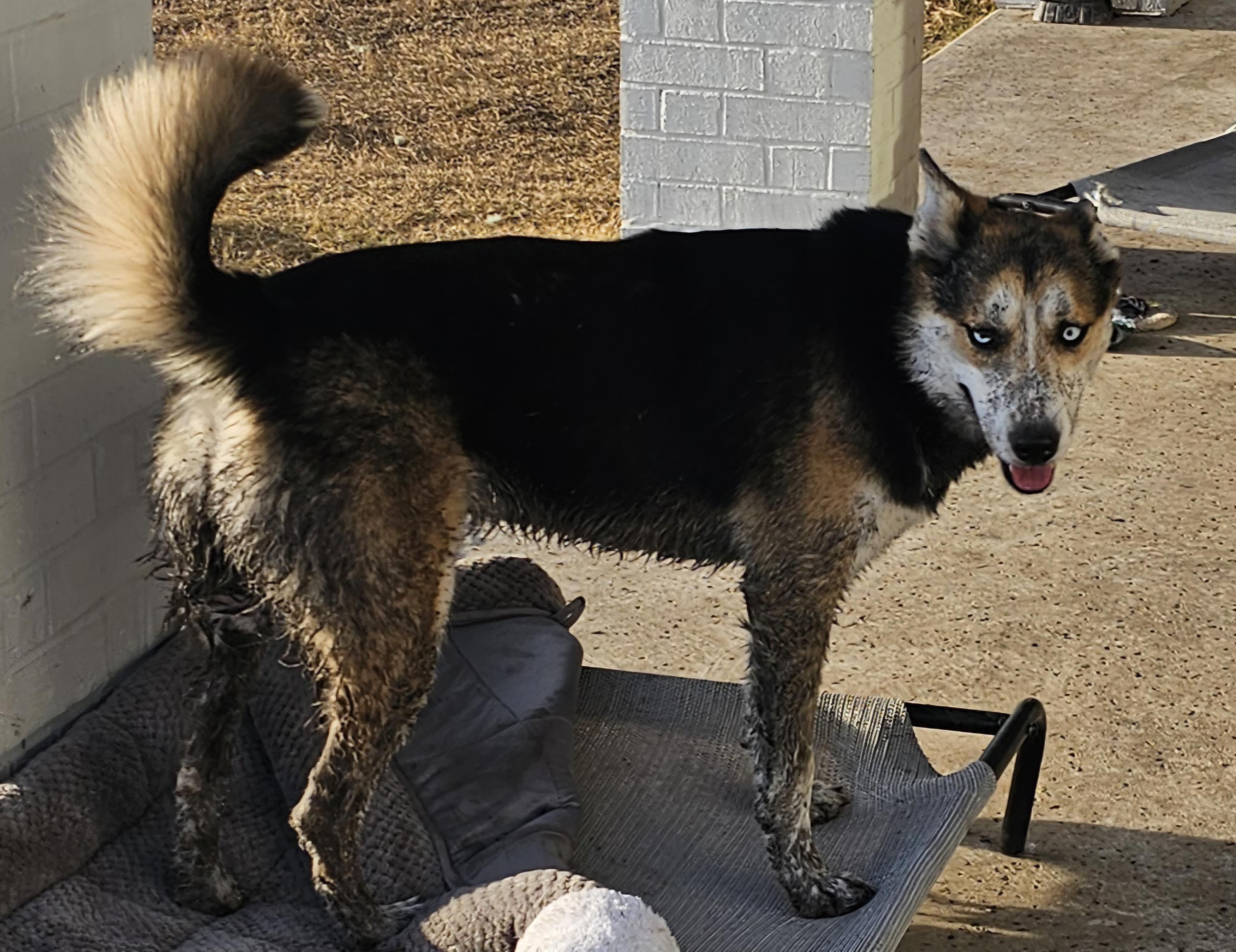 Sheba, Adoptable, Young Female Husky.