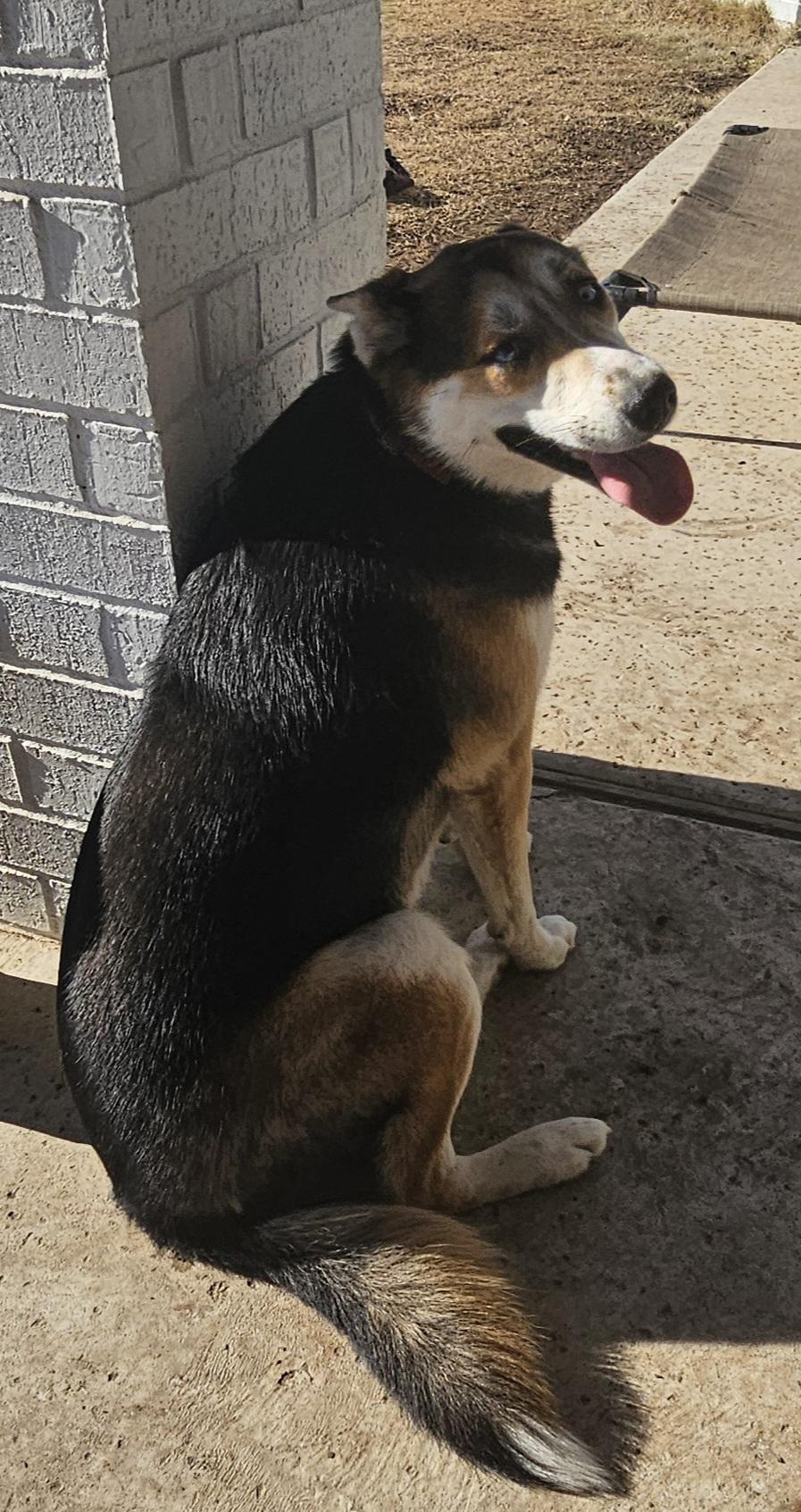 Enlarge Sheba, a Adoptable Husky in WAXAHACHIE, TX image 5/6