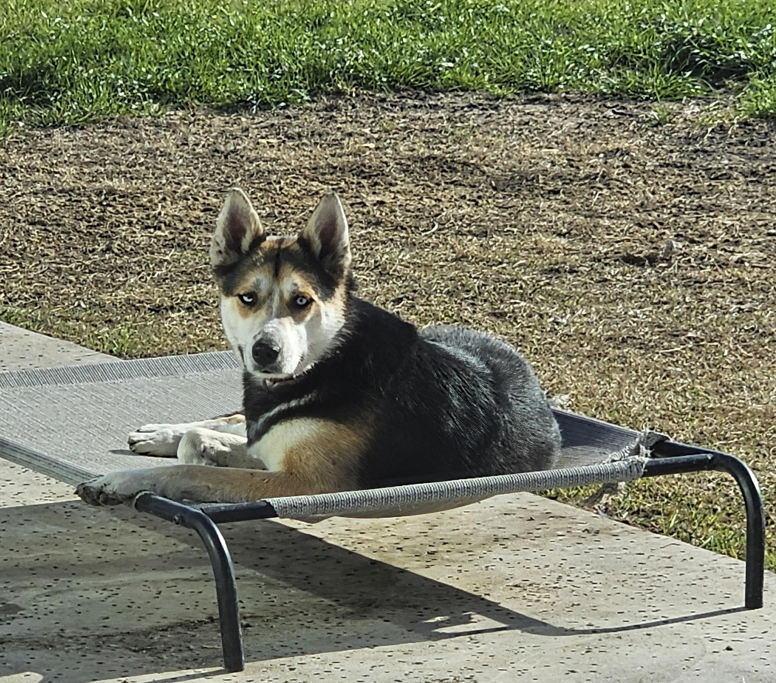 Enlarge Sheba, a Adoptable Husky in WAXAHACHIE, TX image 2/6