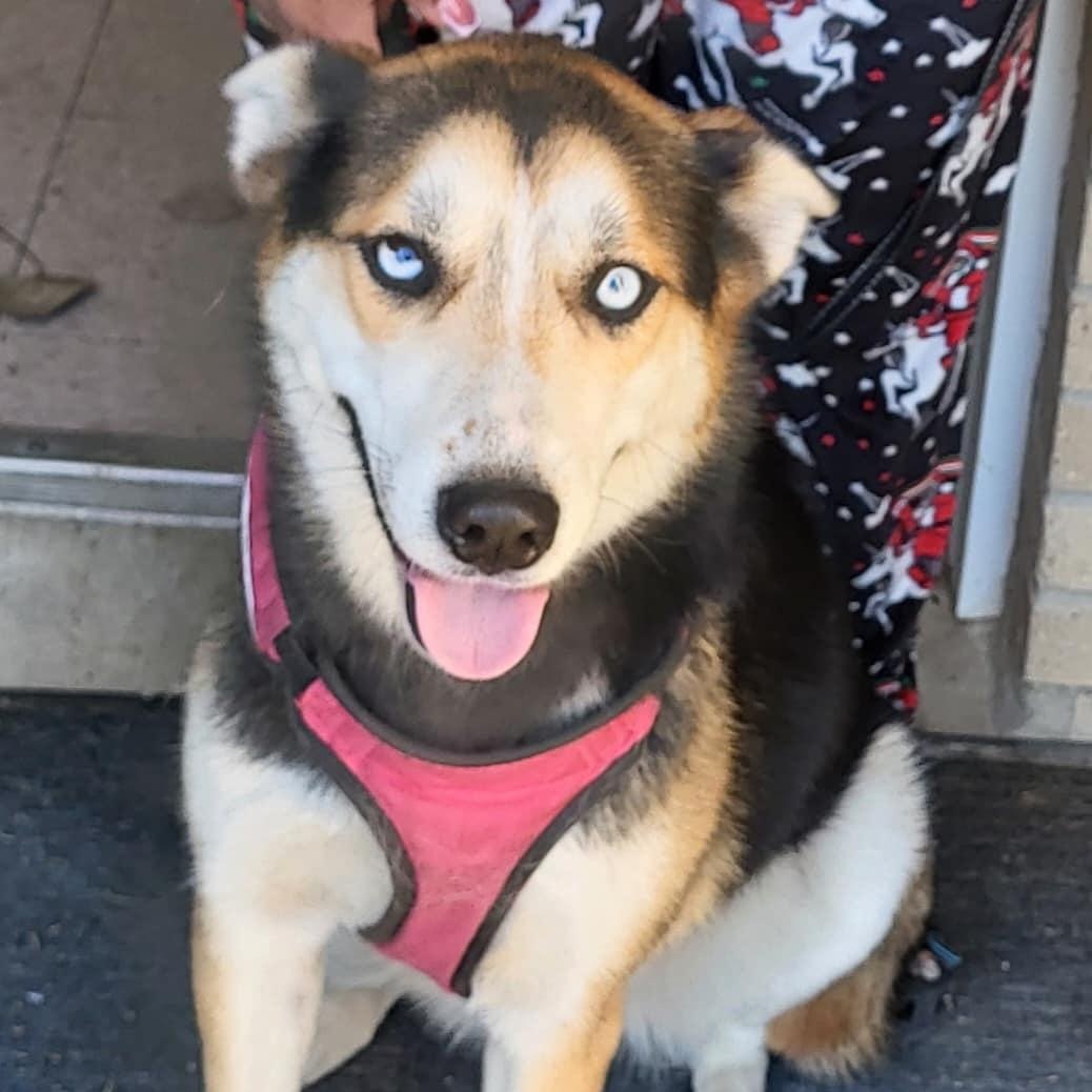 Enlarge Sheba, a Adoptable Husky in WAXAHACHIE, TX image 1/6