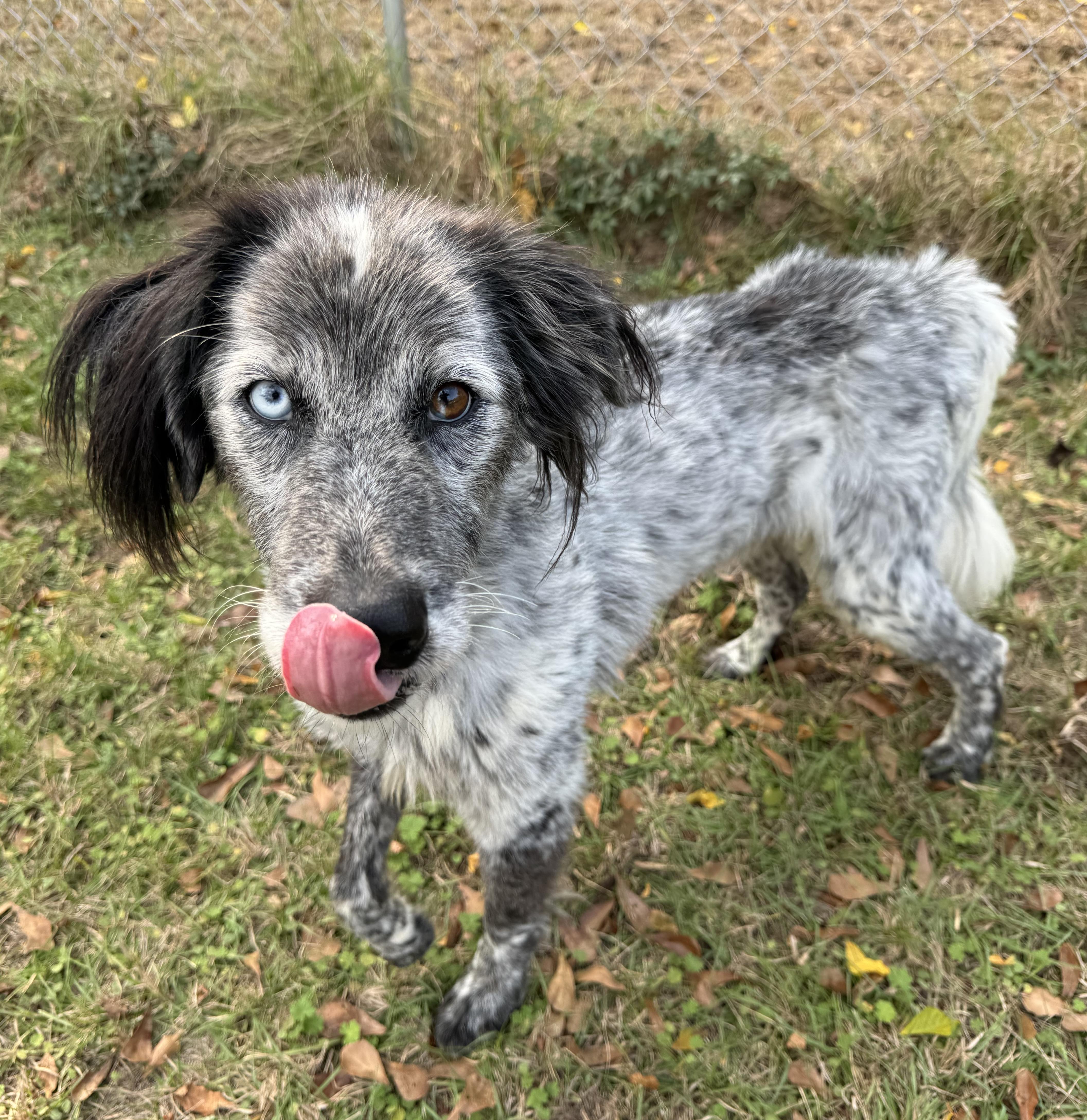 Shaggy — thumbnail 3