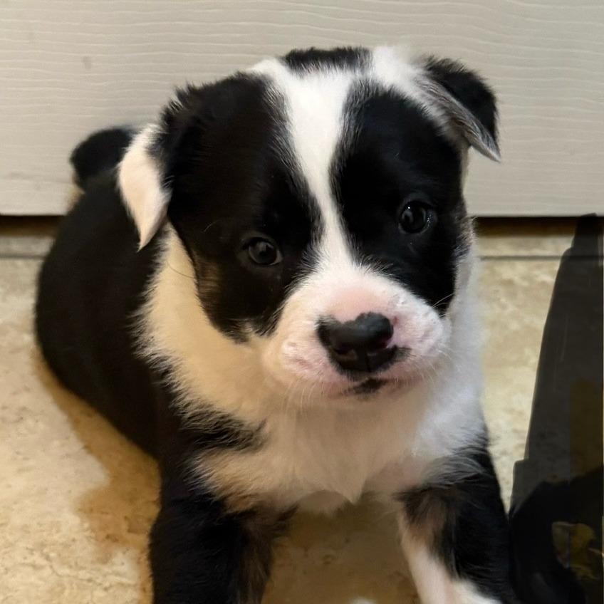 Enlarge General Tso, a Adoptable Plott Hound in Delaware, OH image 1/5