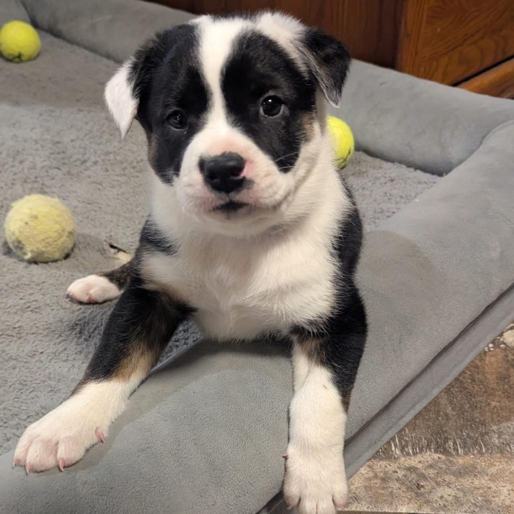 Enlarge General Tso, a Adoptable Plott Hound in Delaware, OH image 2/5