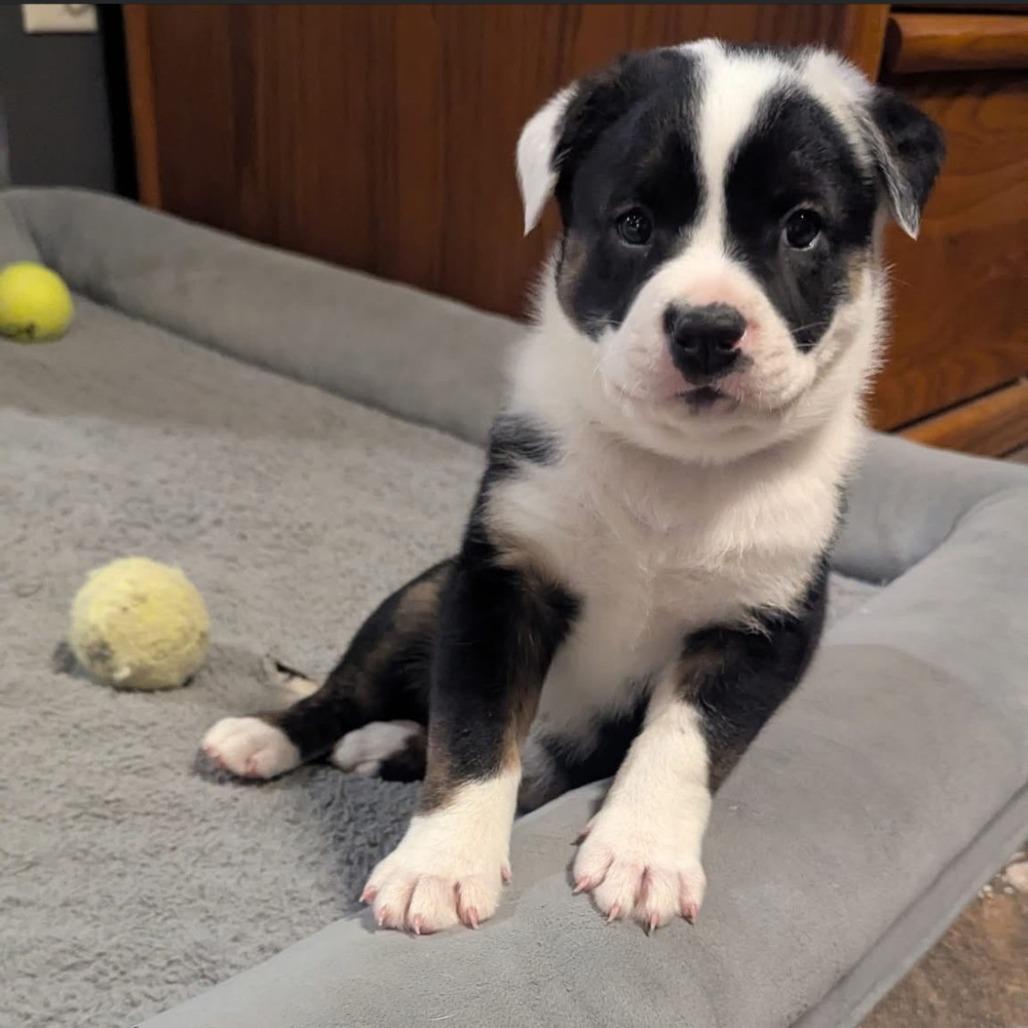 Enlarge General Tso, a Adoptable Plott Hound in Delaware, OH image 3/5