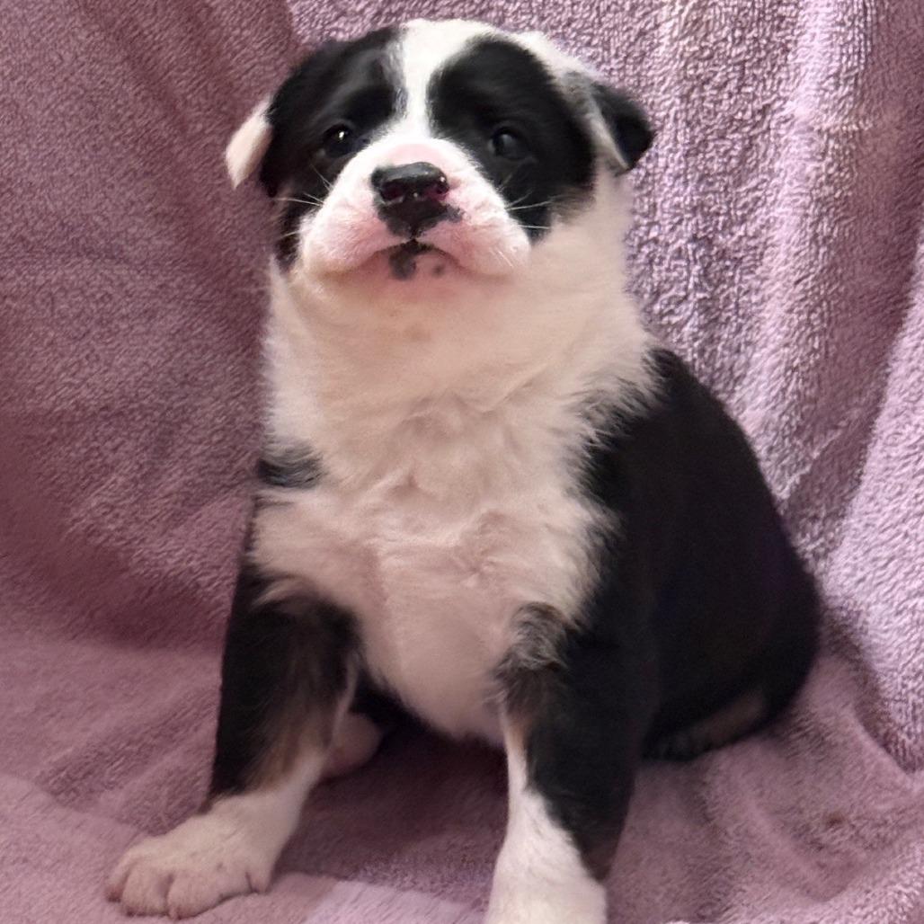 Enlarge General Tso, a Adoptable Plott Hound in Delaware, OH image 4/5