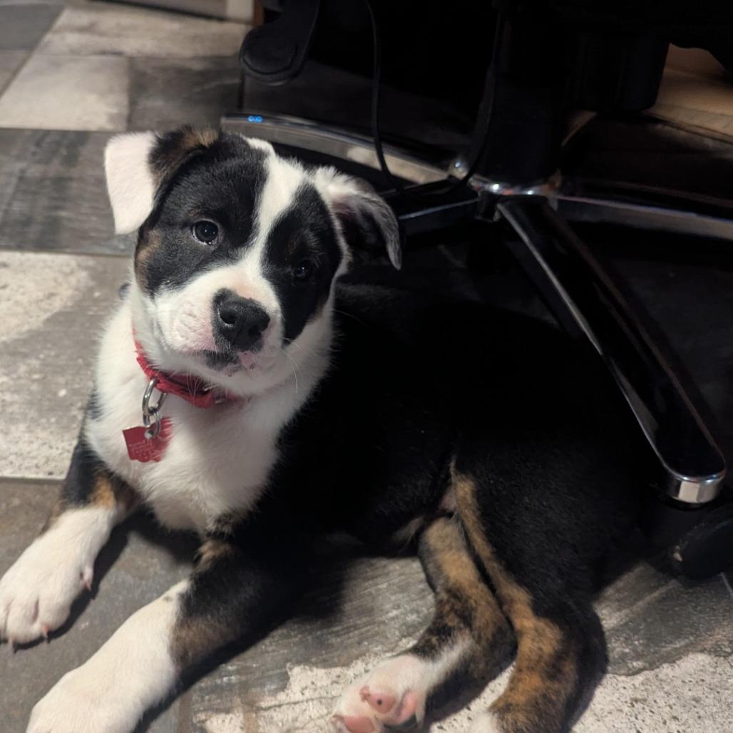 Enlarge General Tso, a Adoptable Plott Hound in Delaware, OH image 5/5