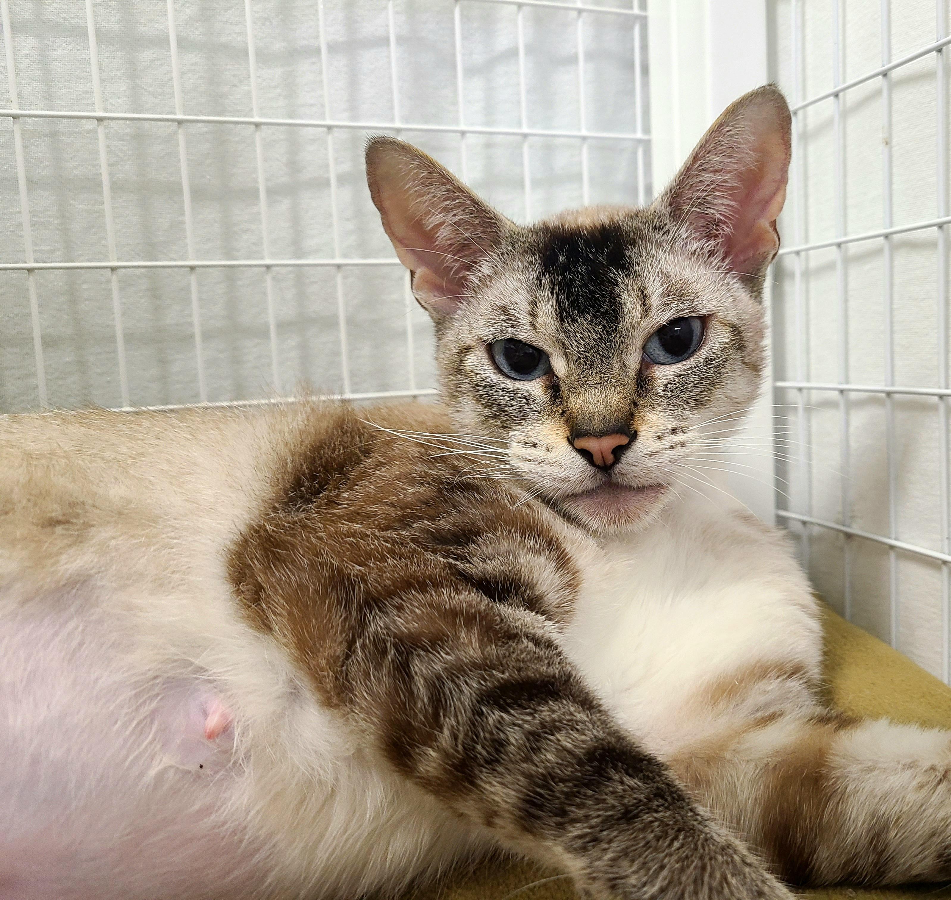 Kya, ADOPTABLE, Young Female Siamese.