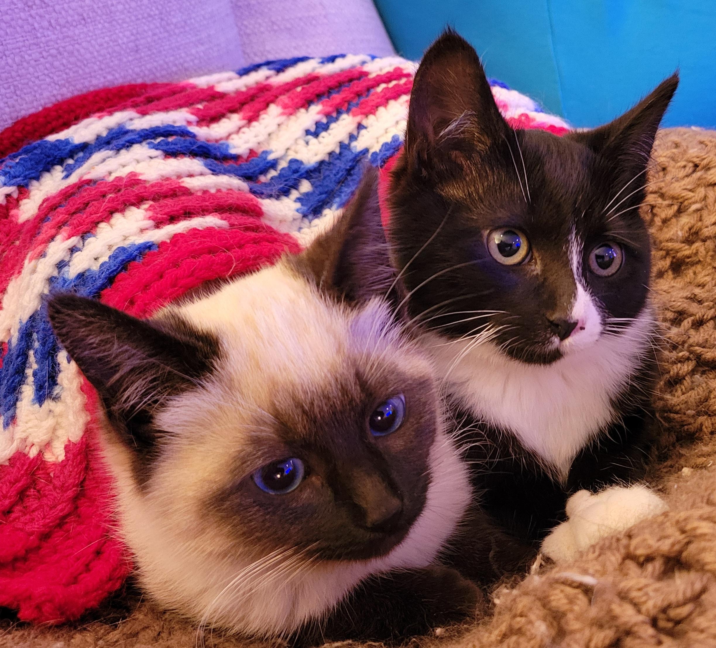 Penny and Pippa, an adopted Domestic Short Hair in Knoxville, TN image 1/3