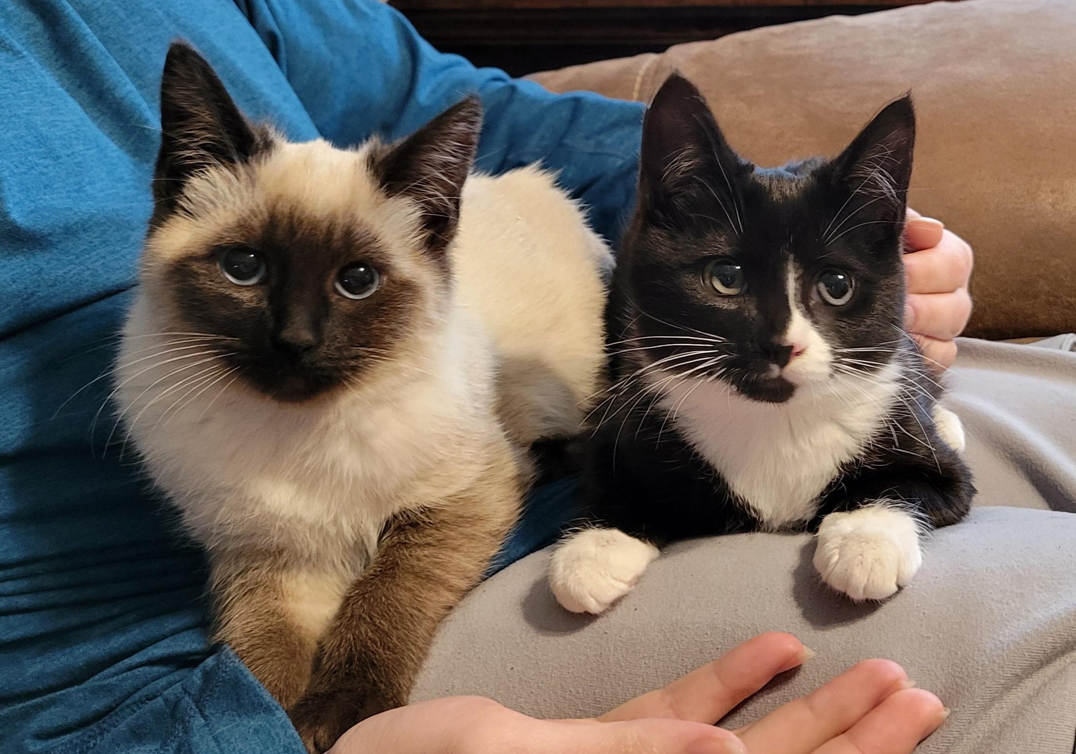 Penny and Pippa, an adopted Domestic Short Hair in Knoxville, TN image 2/3