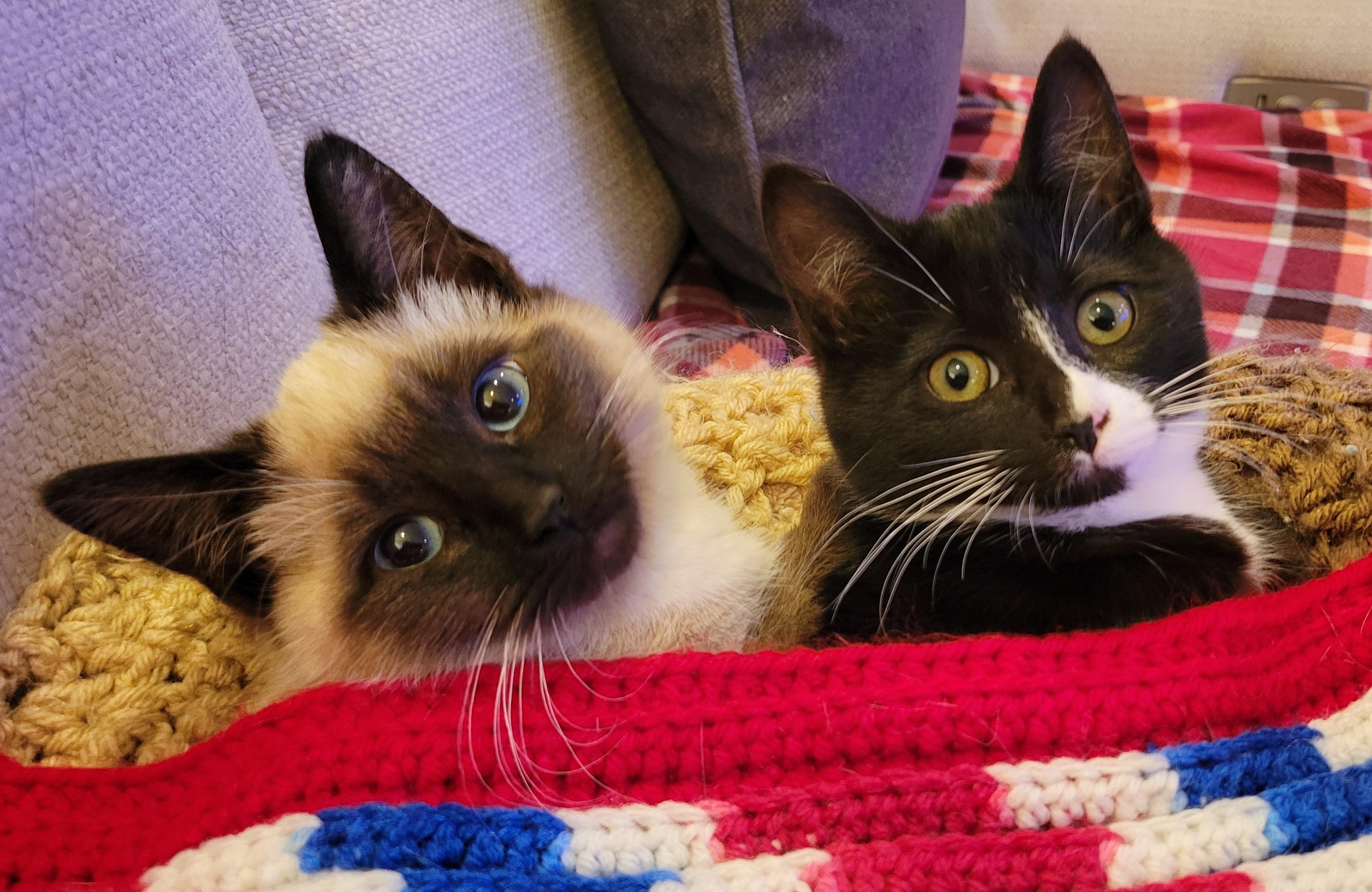 Penny and Pippa, an adopted Domestic Short Hair in Knoxville, TN image 3/3