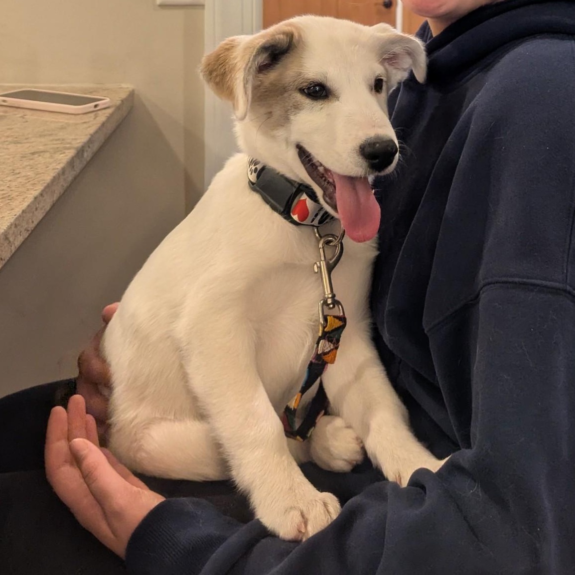 Messi, Adopted, Puppy Male Australian Cattle Dog / Blue Heeler & Great Pyrenees.