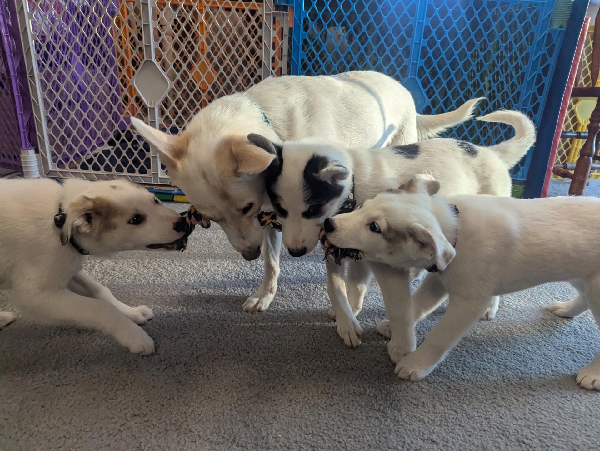 Enlarge Messi, a Adopted mixed breed in Royersford, PA image 5/6