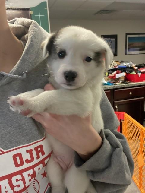 Enlarge Messi, a Adopted mixed breed in Royersford, PA image 6/6