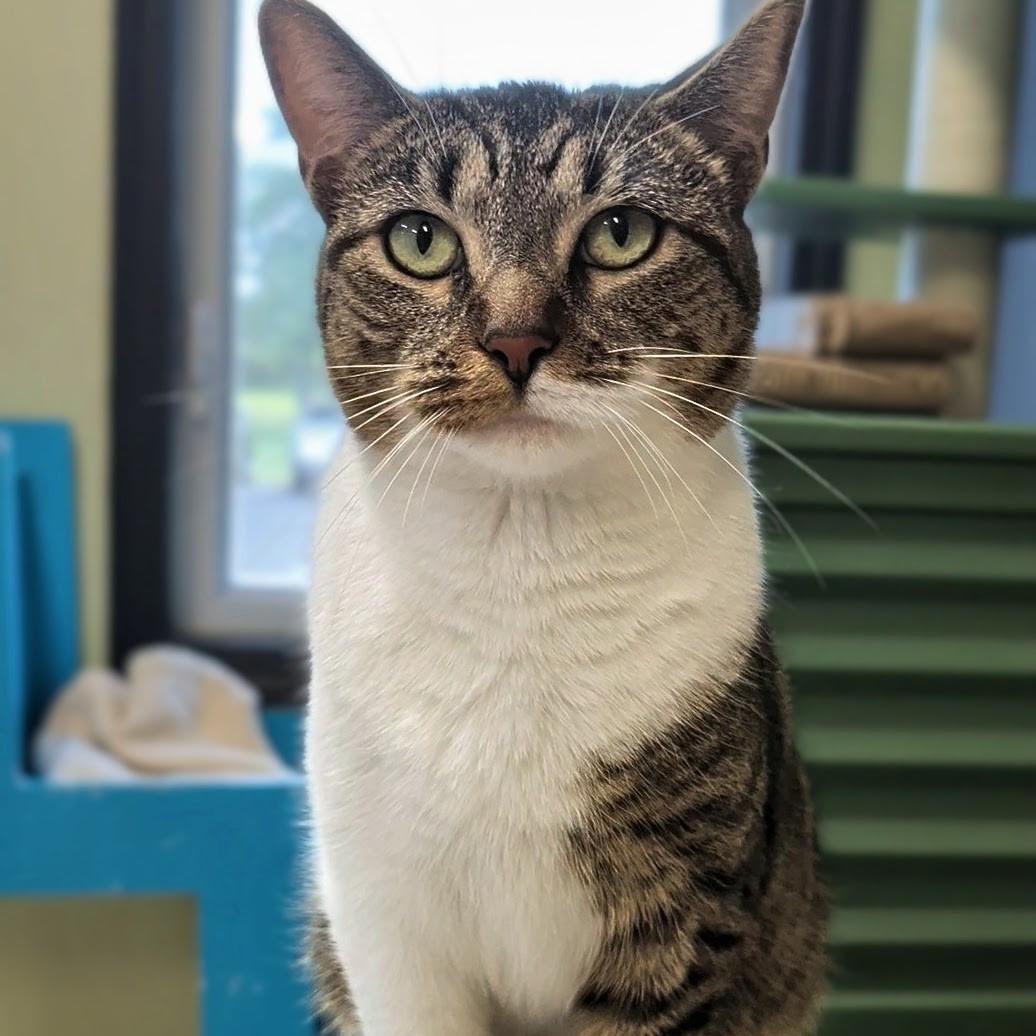 Enlarge Olivia, a Adoptable Domestic Short Hair in West Jefferson, OH image 6/6